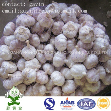 Hot Sale Fresh Normal White Garlic